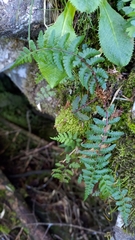Athyrium reflexipinnum
