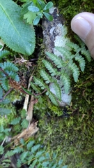 Athyrium reflexipinnum