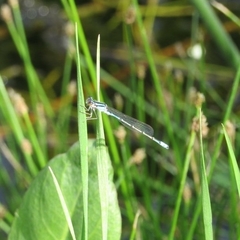 Acanthagrion lancea