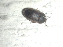 Coleoptera