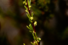 Eriophyes adenostomae