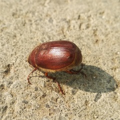 Coleoptera