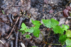 Geranium wilfordii