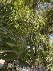 Styphnolobium japonicum