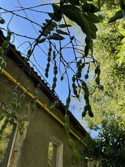 Styphnolobium japonicum