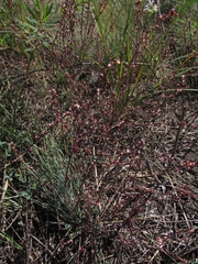 Polygonum equisetiforme