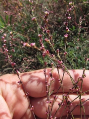 Polygonum equisetiforme