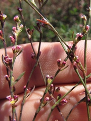 Polygonum equisetiforme