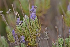 Lavandula dentata