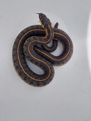 Thamnophis scaliger