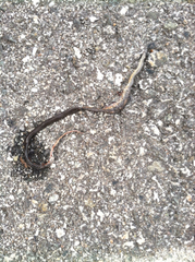 Diadophis punctatus modestus