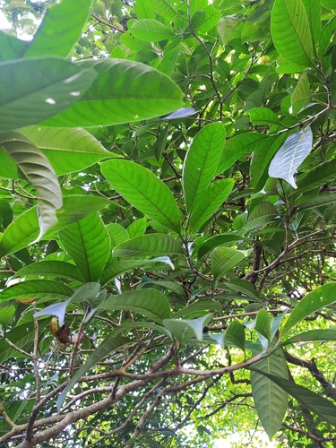 Image of Tabernaemontana alternifolia by no rights reserved