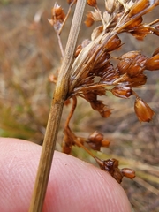 Juncus pylaei