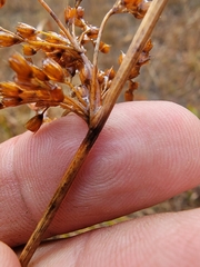 Juncus pylaei