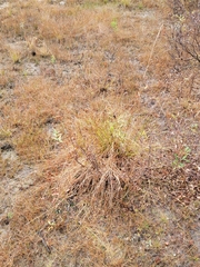 Juncus pylaei