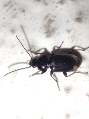 Carabidae