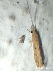 Trichoptera
