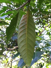 Tabernaemontana alternifolia