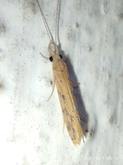 Trichoptera