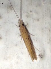 Trichoptera
