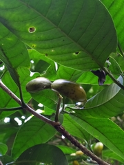 Tabernaemontana alternifolia