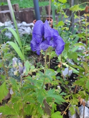 Aconitum carmichaelii