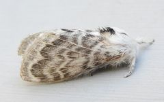 Apotolype brevicrista