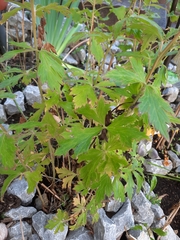 Aconitum carmichaelii