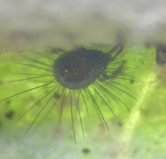 Neotrichozetes spinulosa