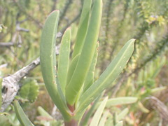 Carpobrotus deliciosus