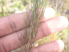 Restio eleocharis