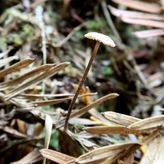 Paragymnopus sequoiae
