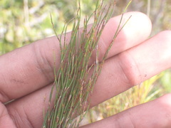 Restio eleocharis