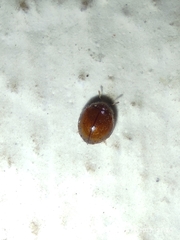 Coleoptera