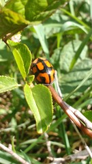 Botanochara angulata