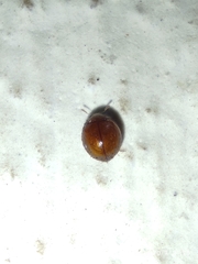 Coleoptera