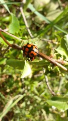 Botanochara angulata