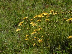 Senecio ceratophylloides