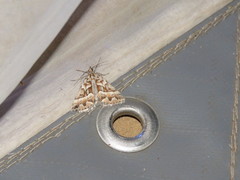 Dichromodes poecilotis