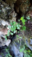 Adiantum formosanum