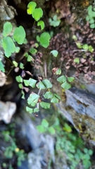 Adiantum formosanum