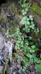 Adiantum formosanum