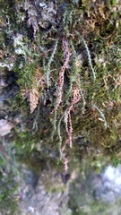 Micropolypodium okuboi