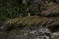 Restio quadratus