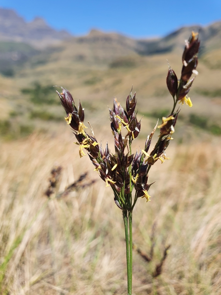Cockatoo grass (Logan RE 12.5.7c Flora) · iNaturalist