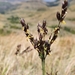 Cockatoo Grass - Photo (c) Alexis Oosthuizen, some rights reserved (CC BY-NC), uploaded by Alexis Oosthuizen