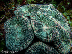 Mussa angulosa image
