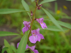 Impatiens rosea