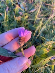 Centaurea × livonica