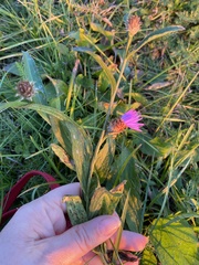Centaurea × livonica